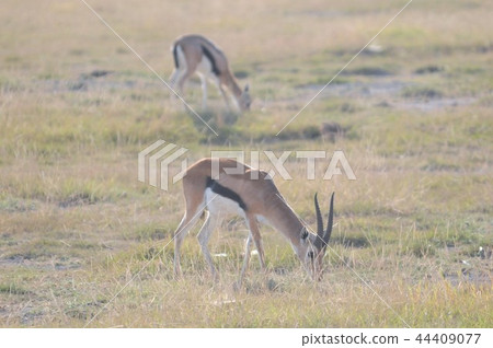 Amboseli National Park Thomson Gazelle Amboseli National Park Thomson Gazelle 44409077