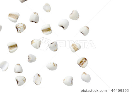 millet on white color background millet on white color background 44409393