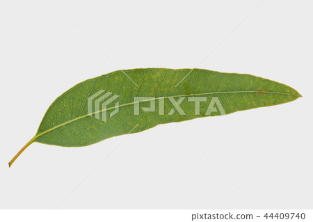 eucalyptus isolated on gray background 44409740