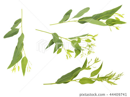 eucalyptus isolated on gray background 44409741