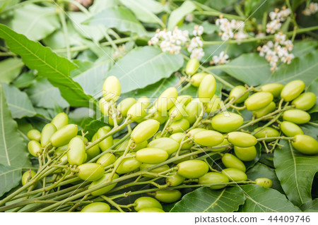 Medicinal neem leaves with fruits close up Medicinal neem leaves with fruits close up 44409746