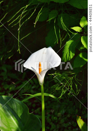 Photograph taken of the part that looks like a flower of the callus (color) Photograph taken of the part that looks like a flower of the callus (color) 44409851