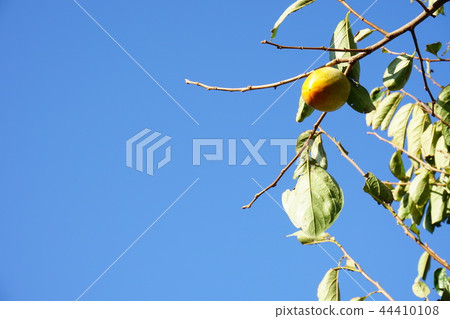 Apricot fruit visible in the autumn sky Apricot fruit visible in the autumn sky 44410108