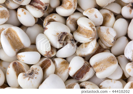 Millet grain on a background close up Millet grain on a background close up 44410202