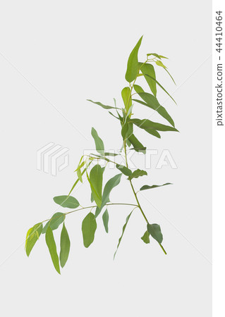 eucalyptus isolated on gray background 44410464