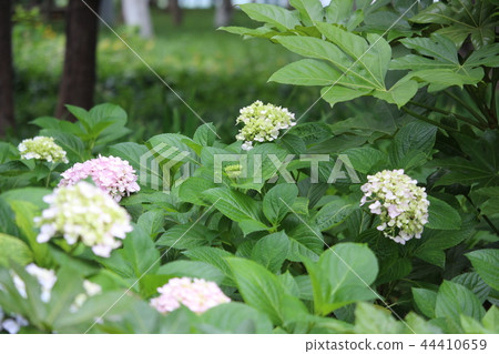 Hydrangea Hydrangea 44410659