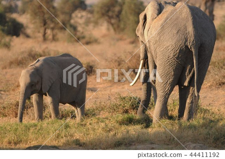 安博塞利國家公園非洲大象父母和孩子 44411192