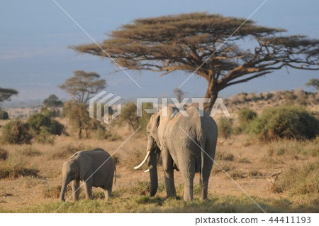 安博塞利國家公園非洲大象父母和孩子 44411193