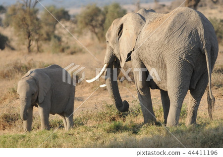安博塞利國家公園非洲大象父母和孩子 44411196