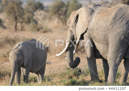 安博塞利國家公園非洲大象父母和孩子 44411197
