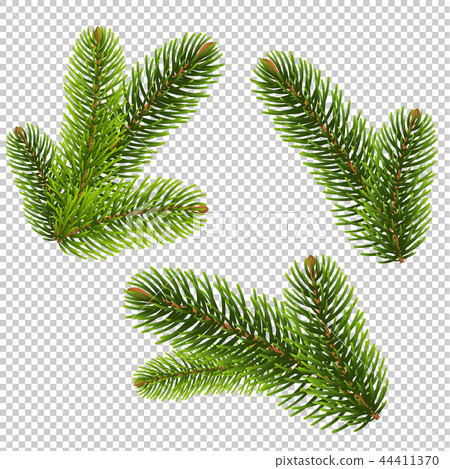 Fir Tree Isolated Isolated Transparent Background Fir Tree Isolated Isolated Transparent Background 44411370