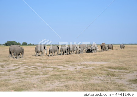 Amboseli National Park African Elephant Marching 44411469