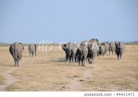 Amboseli National Park African Elephant Marching 44411471