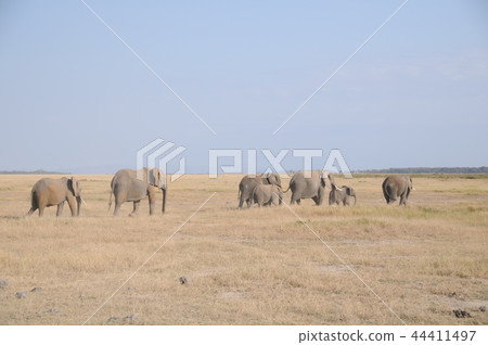 Amboseli National Park African Elephant Marching Amboseli National Park African Elephant Marching 44411497