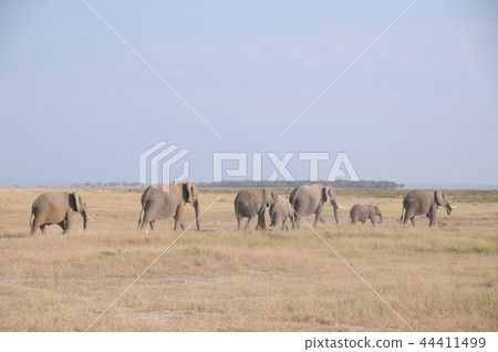 Amboseli National Park African Elephant Marching 44411499
