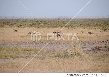 Amboseli National Park Thomson Gazelle Amboseli National Park Thomson Gazelle 44411500