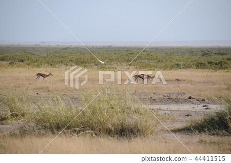 Amboseli National Park Thomson Gazelle 44411515