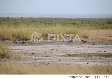 Amboseli National Park Thomson Gazelle 44411516