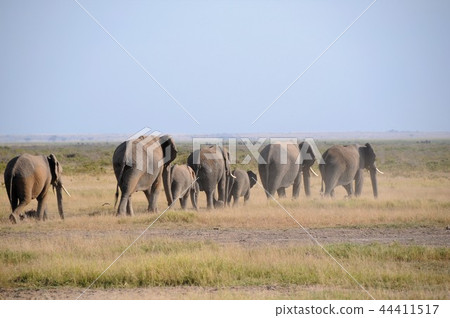 Amboseli National Park African Elephant Marching 44411517