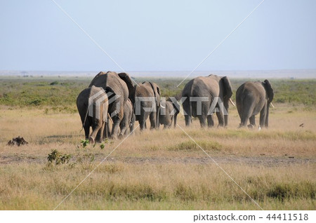 Amboseli National Park African Elephant Marching 44411518
