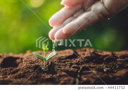 plant a tree Watering a tree in nature light and b 44411732