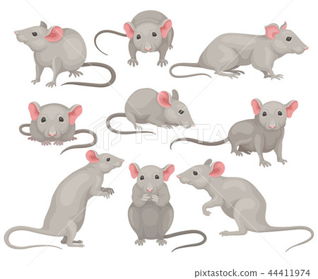 Flat vector set of mouse in different poses. Small rodent with gray coat, big pink ears and long Flat vector set of mouse in different poses. Small rodent with gray coat, big pink ears and long 44411974