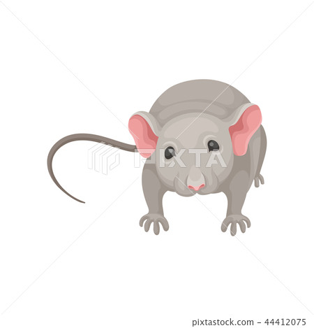 Flat vector icon of cute mouse, front view. Small rodent with gray coat, big pink ears and long tail Flat vector icon of cute mouse, front view. Small rodent with gray coat, big pink ears and long tail 44412075