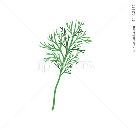 Small sprig of fresh green dill. Aromatic annual herb. Natural and healthy ingredient for flavoring 44412175