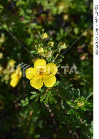 Shrubby Cinquefoil Sommerflor 44412403