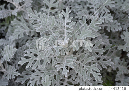 Silver ragwort 44412416