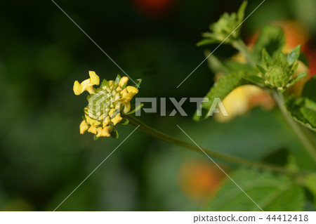 Shrub verbena flower Shrub verbena flower 44412418