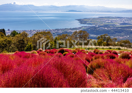 Kochia Autumn leaves Takashima city Hakodateyama 44413410