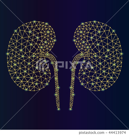 Abstract vector illustration kidneys human. Kidneys on blue backgorund. Low poly kidney consisting 44413974