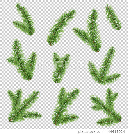 Fir-tree Branch Isolated Transparent Background 44415024