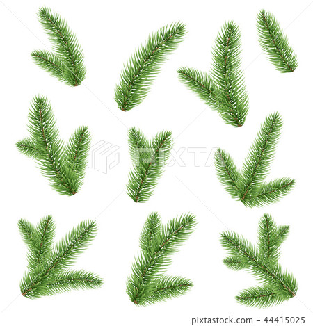 Fir-tree Branch Isolated 44415025