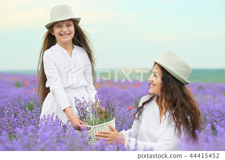 young woman and girl are in the lavender field 44415452