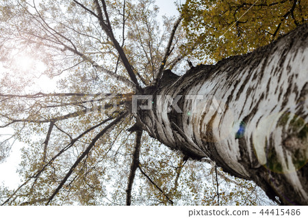 View of the autumn birch from below 44415486