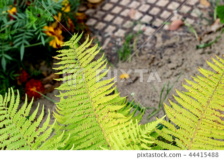 Fern twigs on a background of orange flowers 44415488