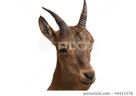 Portrait of cute brown goat Portrait of cute brown goat 44415578