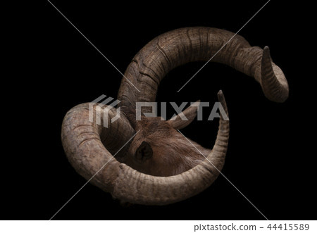 Head of goat with pair of brown goat horns Head of goat with pair of brown goat horns 44415589