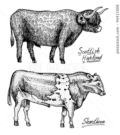 Farm cattle bulls and cows. Different breeds of domestic animals. Engraved hand drawn monochrome Farm cattle bulls and cows. Different breeds of domestic animals. Engraved hand drawn monochrome 44415806
