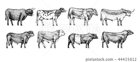 Farm cattle bulls and cows. Different breeds of domestic animals. Engraved hand drawn monochrome 44415812