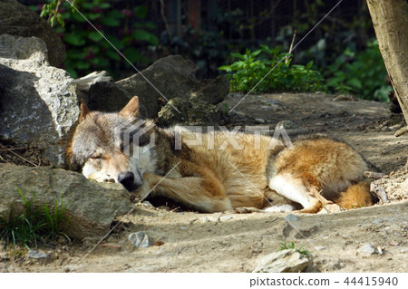 Eurasian wolf, canis lupus lupus Eurasian wolf, canis lupus lupus 44415940