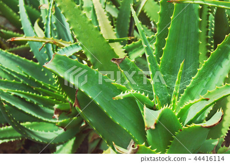 green bushes of succulent plant aloe with spiderweb green bushes of succulent plant aloe with spiderweb 44416114