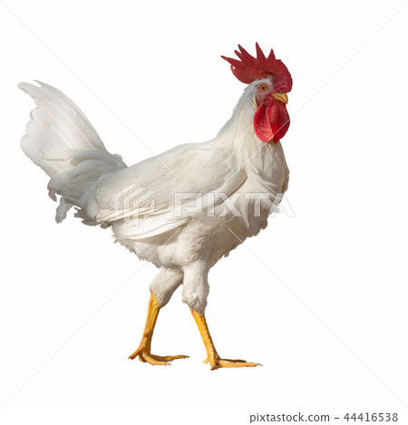 White rooster with a big red crest isolated on white background 44416538
