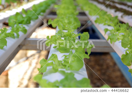 organic hydroponic vegetable in farm 44416682