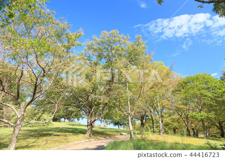 Autumn park Autumn park 44416723