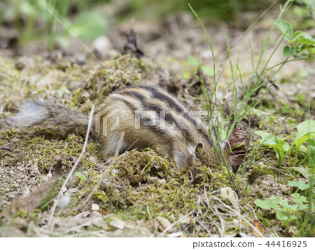 魷魚挖洞 魷魚挖洞 44416925