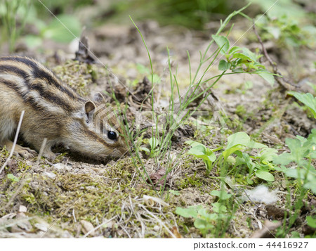 Ezo芯片松鼠將鼻子插入挖洞 44416927