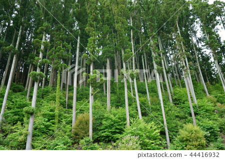 Minami Sanriku cedar Minami Sanriku cedar 44416932